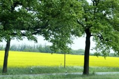 Europa-Schweiz-Richtung-Ruegen-bild17
