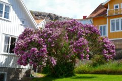 Suedschweden-Uddevalla-Fjaellbacka-bild11