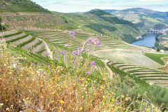 Nordspanien-Douro-P1010013