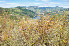 Nordspanien-Douro-P1010018