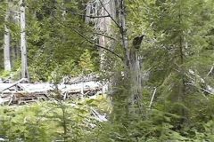 pic29