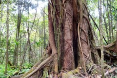 USA-Hawaii-Hamakua-Coast-pic01