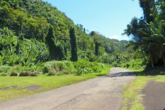 USA-Hawaii-Hamakua-Coast-pic10