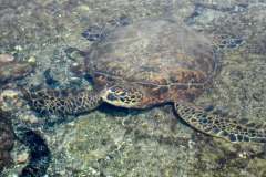 pic03-700866814