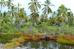 USA-Hawaii-Kealakekua-Bay-pic17