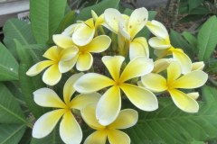 USA-Hawaii-Kealakekua-Bay-pic27