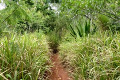 USA-Hawaii-Laie-Umgebung-pic03