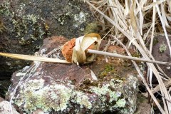 USA-Hawaii-Laie-Umgebung-pic04