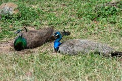 USA-Hawaii-Laie-Umgebung-pic06