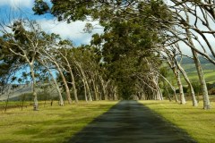 USA-Hawaii-Parker-Ranch-Mauna-Kea-Beach-pic06