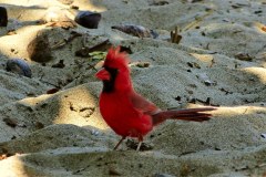 USA-Hawaii-Parker-Ranch-Mauna-Kea-Beach-pic15