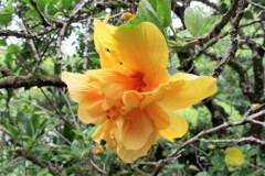 USA-Hawaii-Pearl-Harbour-Laie-pic13