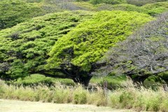USA-Hawaii-Sandy-Beach-pic13