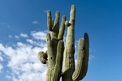 USASouth-Lost-Dutchmann-ApacheJunction-bild7