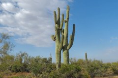 USASouth-Lost-Dutchmann-ApacheJunction-bild8