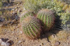 USASouth-Lost-Dutchmann-ApacheJunction-bild9