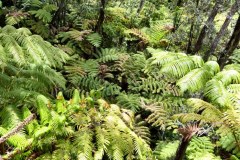 USA-Hawaii-Volcanoes-National-Park-pic09
