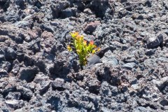 USA-Hawaii-Volcanoes-National-Park-pic13