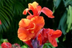 USA-HAwaii-2012-Waikoloa-Konapic05