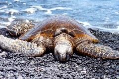 USA-Hawaii-Waimea-Kona-Coast-pic07