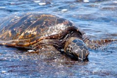 USA-Hawaii-Waimea-Kona-Coast-pic08