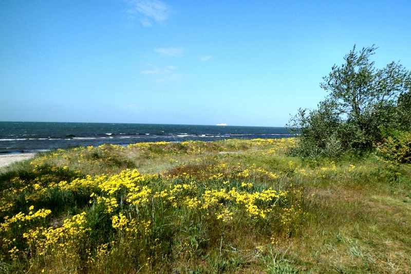 Trelleborg09